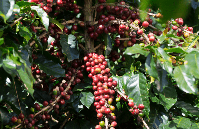 el grano de cafe de especialidad